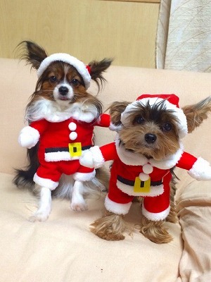 可愛い　犬服　サンタ　クリスマス