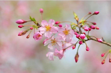 お花見 持ち物